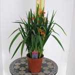 Crocosmia African Beauty (Montbretia) 3ltr