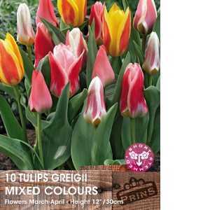 Tulip Bulbs Greigii Mixed 10 Per Pack