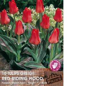 Tulip Bulbs Greigii Red Riding Hood 10 Per Pack