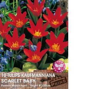 Tulip Bulbs Kaufmanniana Scarlet Baby 10 Per Pack