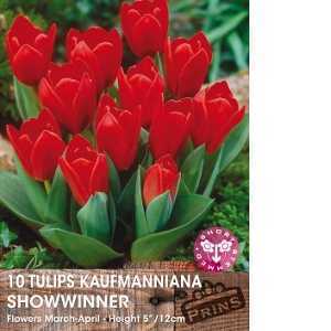 Tulip Bulbs Kaufmanniana Showwinner 10 Per Pack