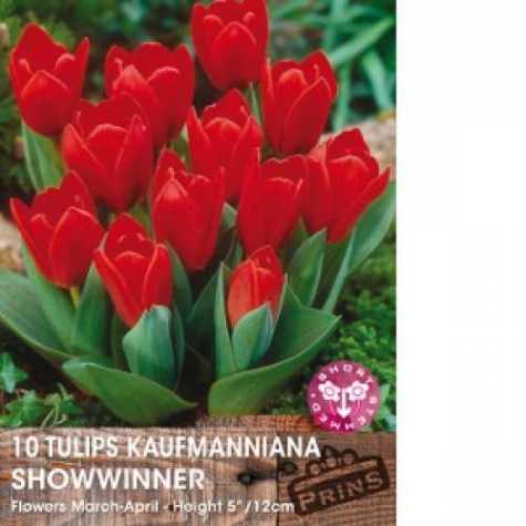 Tulip Bulbs Kaufmanniana Showwinner 10 Per Pack