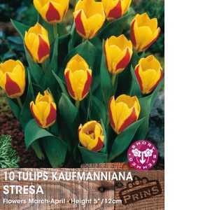 Tulip Bulbs Kaufmanniana Stresa 10 Per Pack