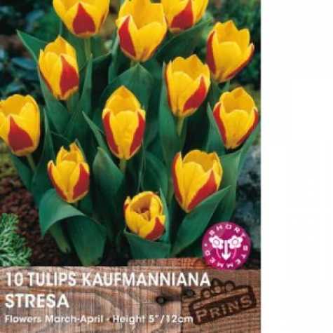 Tulip Bulbs Kaufmanniana Stresa 10 Per Pack