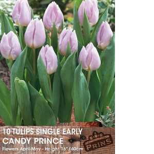 Tulip Bulbs Single Early Candy Prince 10 Per Pack