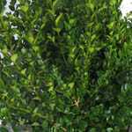 Box Hedge Buxus Sempervirens Topiary Plants Tray of 6 Plants