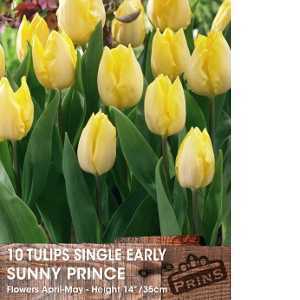 Tulip Bulbs Single Early Sunny Prince 10 Per Pack