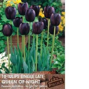 Tulip Bulbs Single Late Queen of Night 10 Per Pack