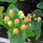 Hypericum x indorum Magical Beauty (Dwarf Hypericum)