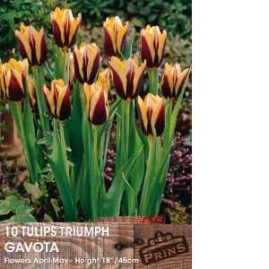 Tulip Bulbs Triumph Gavota 10 Per Pack