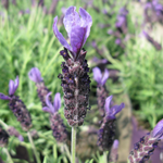 Lavender Butterfly Garden Giant Summer