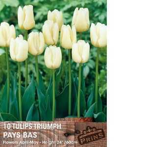 Tulip Bulbs Triumph Pays Bas 10 Per Pack