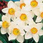 Daffodil Bulbs Aflame 3kg Sack