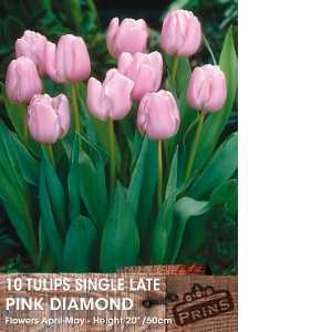 Tulip Bulbs Single Late Pink Diamond 10 Per Pack