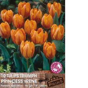 Tulip Bulbs Triumph Princess Irene 10 Per Pack