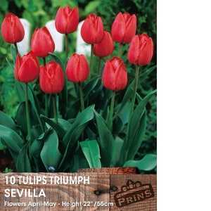 Tulip Bulbs Triumph Sevilla 10 Per Pack