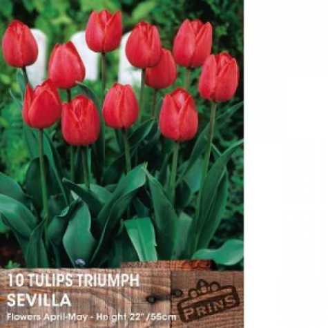 Tulip Bulbs Triumph Sevilla 10 Per Pack