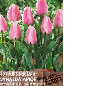 Tulip Bulbs Triumph Synaeda Amor 10 Per Pack