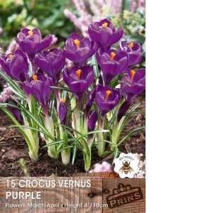 Crocus Vernus Purple Bulbs 15 Per Pack