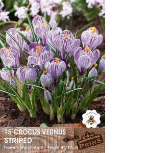 Crocus Vernus Striped Bulbs 15 Per Pack