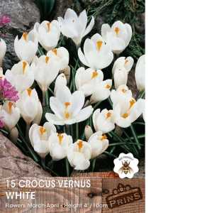 Crocus Vernus White Bulbs 15 Per Pack