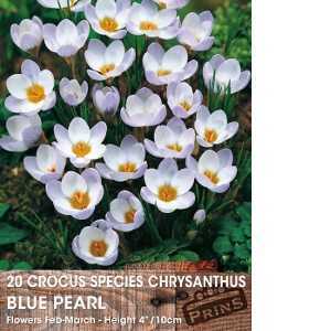Crocus Species Chrysanthus Blue Pearl Bulbs 20 Per Pack