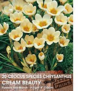 Crocus Species Chrysanthus Cream Beauty Bulbs 20 Per Pack