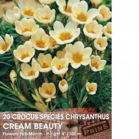 Crocus Species Chrysanthus Cream Beauty Bulbs 20 Per Pack