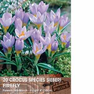 Crocus Species Sieberi Firefly Bulbs 20 Per Pack