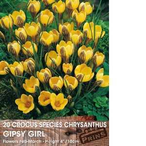 Crocus Species Chrysanthus Gypsy Girl Bulbs 20 Per Pack