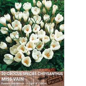 Crocus Species Chrysanthus Miss Vain Bulbs 20 Per Pack