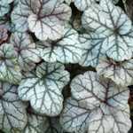 Heuchera Silver Scrolls (Coral Flower)