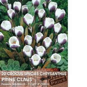Crocus Species Chrysanthus Prins Claus Bulbs 20 Per Pack