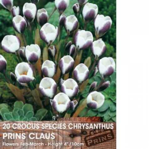 Crocus Species Chrysanthus Prins Claus Bulbs 20 Per Pack