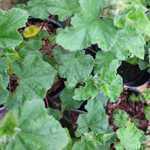 Lavatera Burgundy Wine (Tree Mallow)