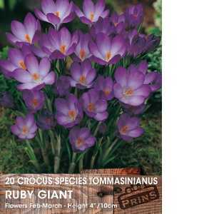 Crocus Species Tommasinianus Ruby Giant Bulbs 20 Per Pack