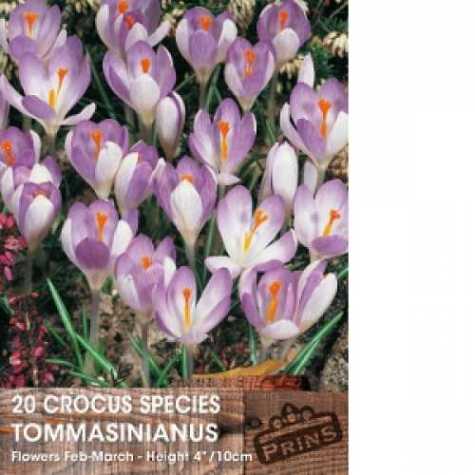 Crocus Species Tommasinianus Bulbs 20 Per Pack