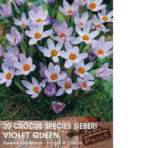 Crocus Species Sieberi Violet Queen Bulbs 20 Per Pack