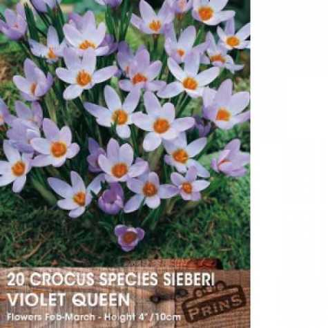 Crocus Species Sieberi Violet Queen Bulbs 20 Per Pack