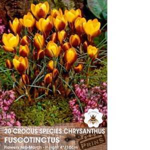 Crocus Species Chrysanthus Fuscotinctus Bulbs 20 Per Pack