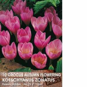 Autumn Flowering Crocus Kotschyanus Zonatus Bulbs 10 Per Pack