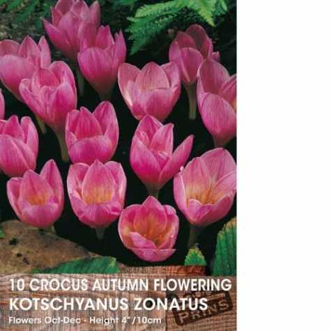 Autumn Flowering Crocus Kotschyanus Zonatus Bulbs 10 Per Pack