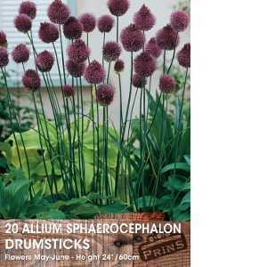 Allium Sphaerocephalon Drumsticks Bulbs 20 Per Pack