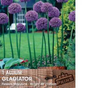 Allium Gladiator Bulb 1 Per Pack