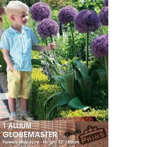 Allium Globemaster Bulb 1 Per Pack