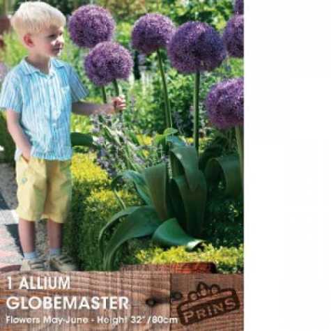 Allium Globemaster Bulb 1 Per Pack