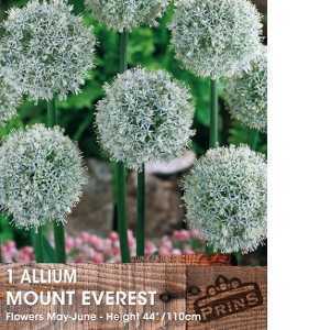 Allium Mount Everest Bulb 1 Per Pack