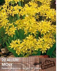 Allium Moly Bulb 20 Per Pack