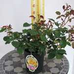 Rose Floribunda Rose Blonde Bombshell 3Ltr
