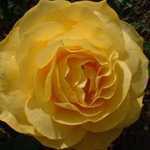 Rose Floribunda Rose Blonde Bombshell 3Ltr